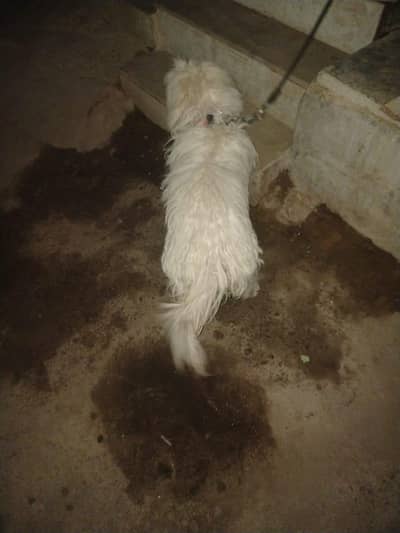 China breed Wolf dog 10by10 condition urgent sale