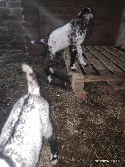 makhi chena pair for sale