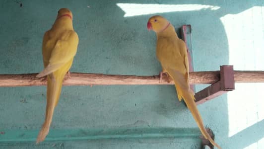 Top quality Yellow male s , white males and blue female