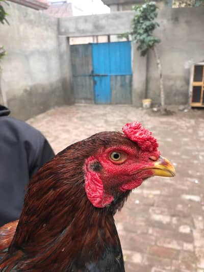 Red Lakha murga patha cross , breed ky liye ready