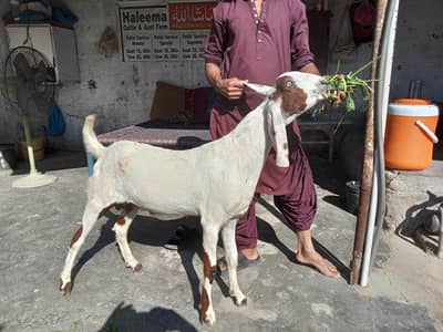 Bakra for sale Rajan puri cross