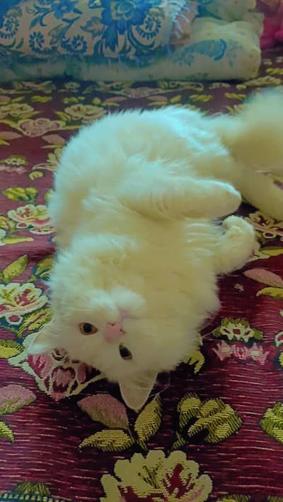 playfull persian cat