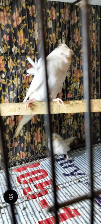 hogo Romo red eyes breader pair