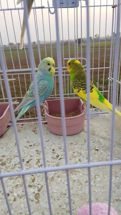 male rainbow budgie and yellow female