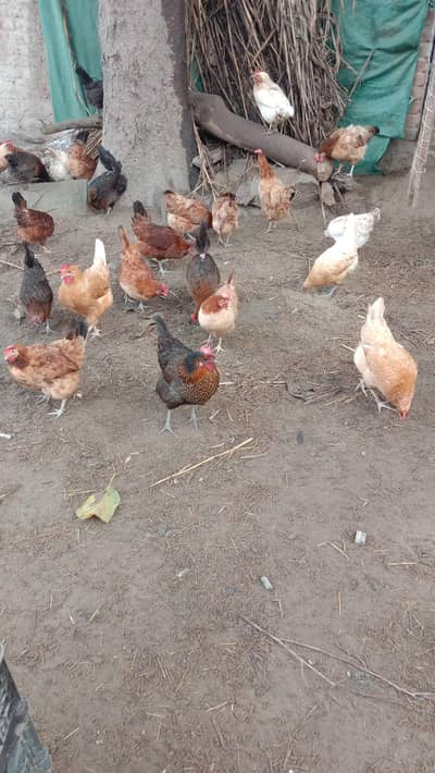Hens / murgia for sale