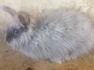 Giant English Angora breeder rabbits