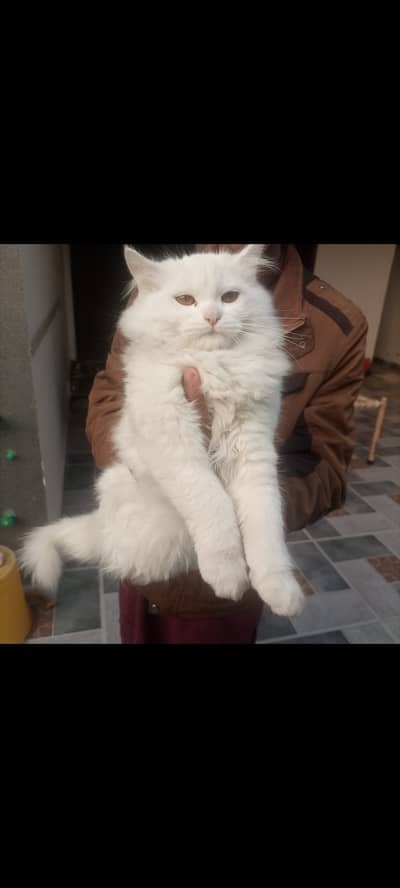 Persian Cat