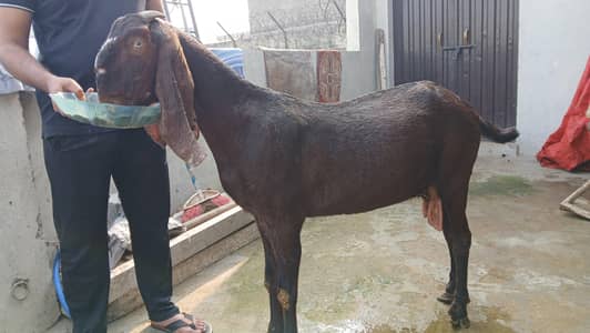 Goat / Sheep / Nagra Bakri Bakra / Chatara / Mundra