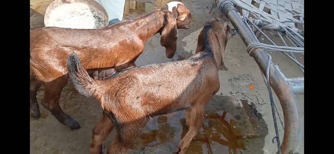Goat / Sheep / Nagra Bakri Bakra / Chatara / Mundra