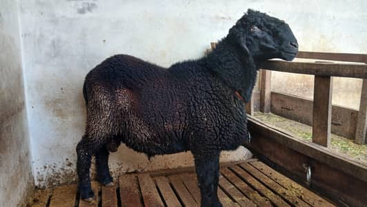 Sheep / Chatara / Mundra