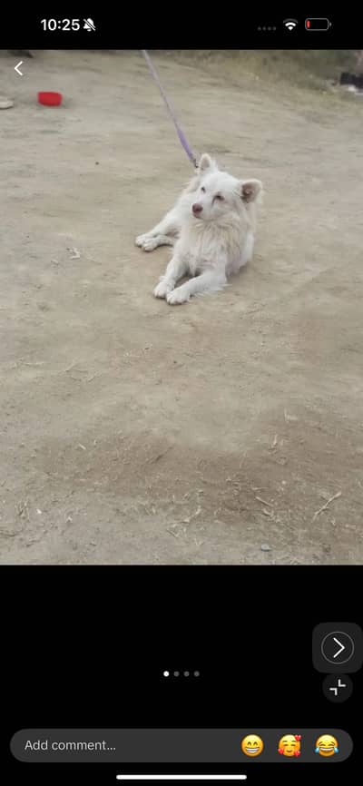 Security Active Male Russian dog