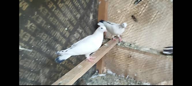 Urgent Sale – Pigeon Loft Available