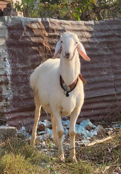 sheep Male (kheera ) lat wala dumba