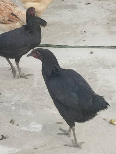 two black hens and one brown female hens