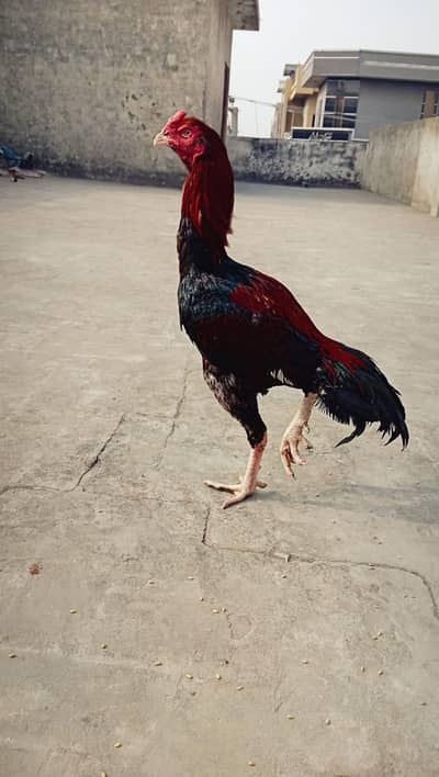 aseel murga for sale