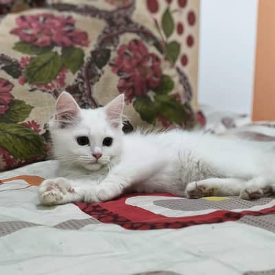 persian kittens triple coat