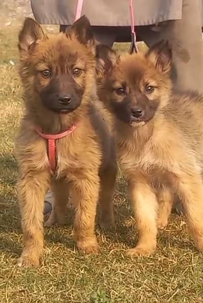 bigadi full security dog2 month for sale