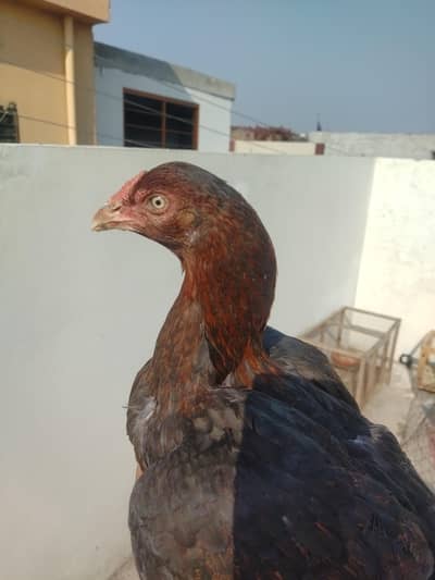 Aseel Hens 3 Sale Exchange with desi hens