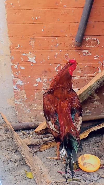 Sindi nasaal ka murga