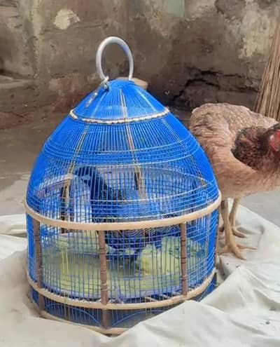 Kala or Silver boski male full tamed and jageeri murghi