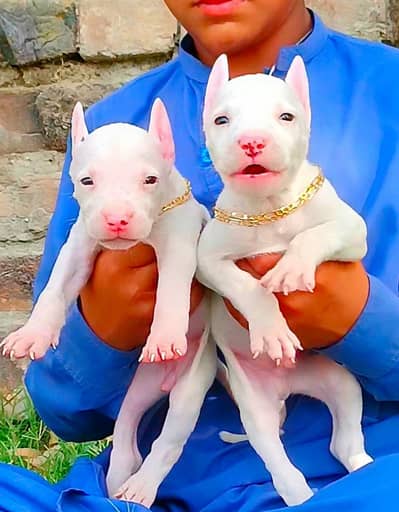 Guwahati gultair for sale