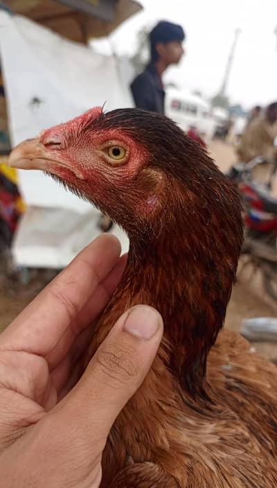 lakhi madi 03020958782