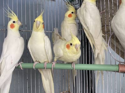 CREAM COCKATIELS