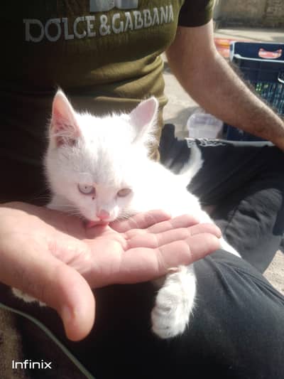 blue and yellow eyes different