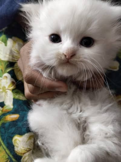 white punch semi punc