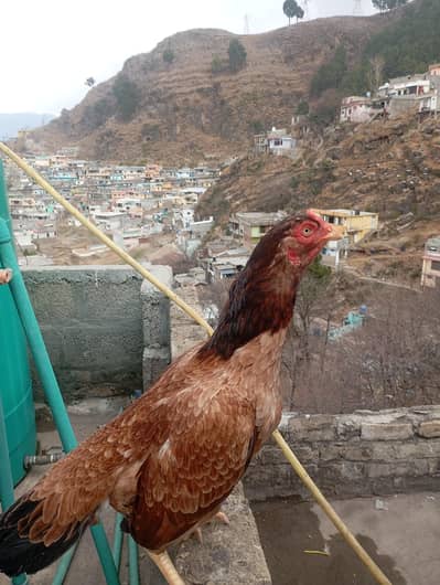 chshayyan295@gmail. com