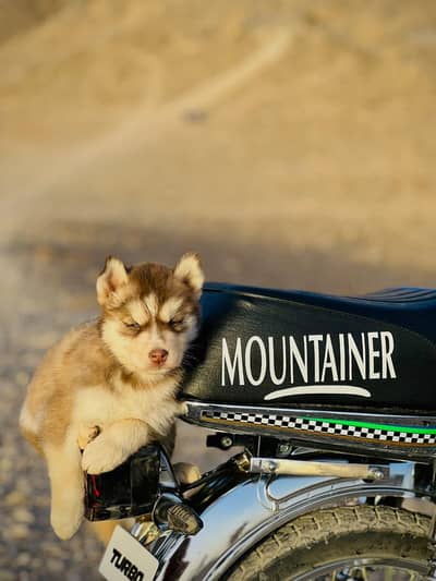 Siberian husky puppy