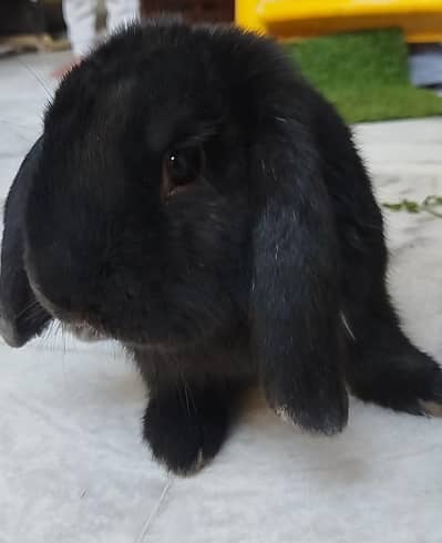 Holland lop Male