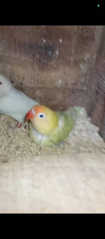 Albino red to parblue pasatalino/ lovebirds