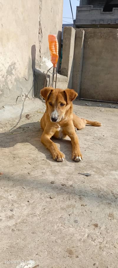 Strong and Active guard dog best for Cattle and Poultry farms