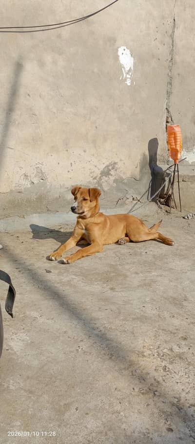 Strong and Active guard dog best for Cattle and Poultry farms