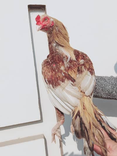 Quality breeder meawali male zerdum