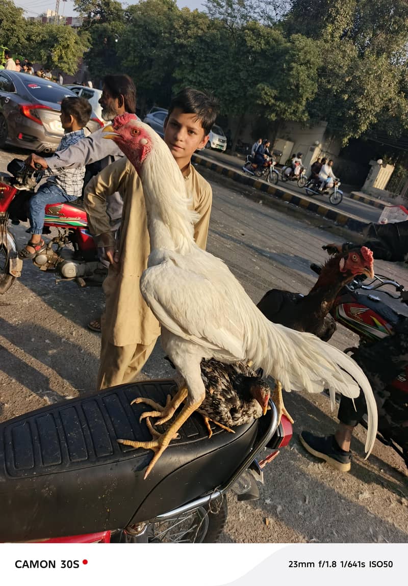 ہیوی کوالٹی اصیل مرغا فور سیل 0