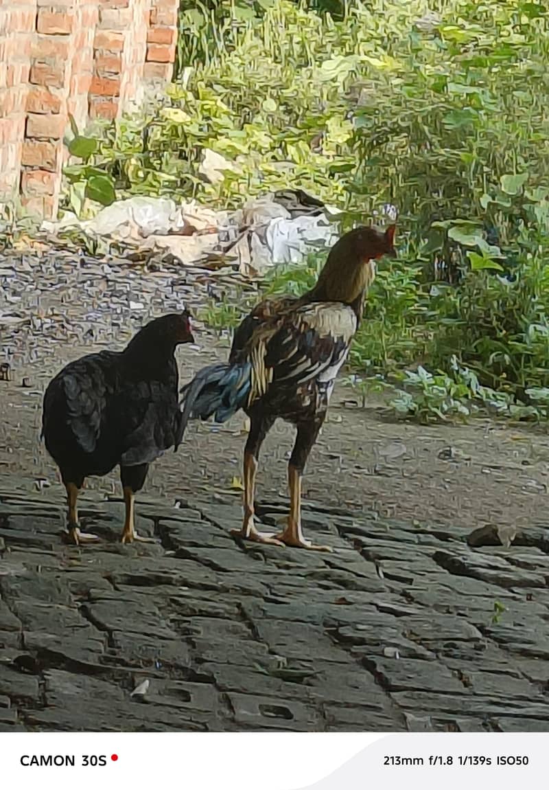 ہیوی کوالٹی اصیل مرغا فور سیل 3