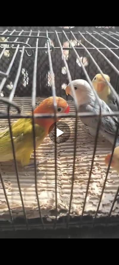 Albino Parblue opaline palefallow