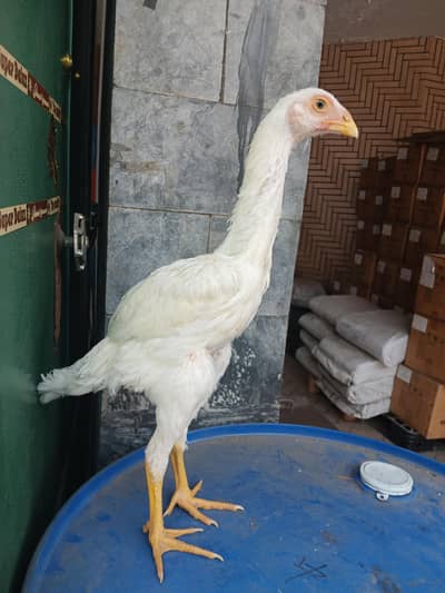 SHAMO | WHITE SHAMO | KING SHAMO CHICKS | JAPANESE SHAMO