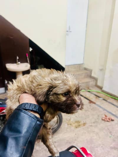 full active pupyy female