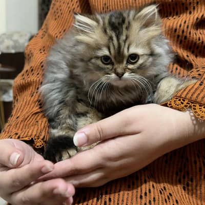 Persian Kitten