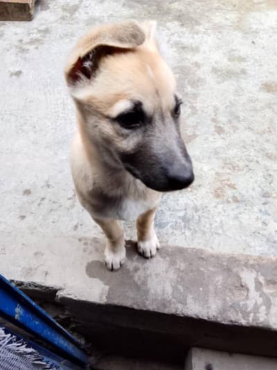German shepherd cross to lebera 03224024414