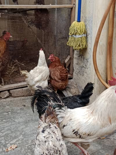 this hens for sale hur murgha 3000 ka mile ga