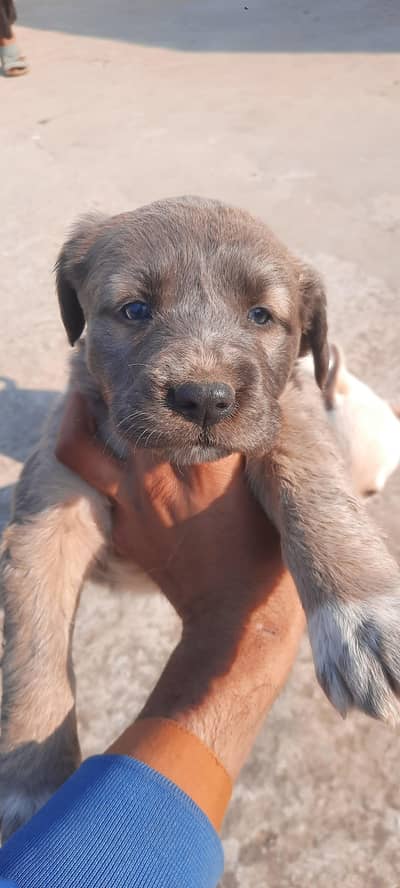 female puppy for sale