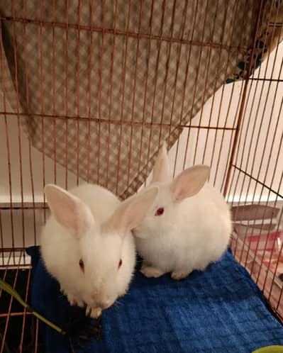 Rabbit baby pair available healthy and active urgent sale