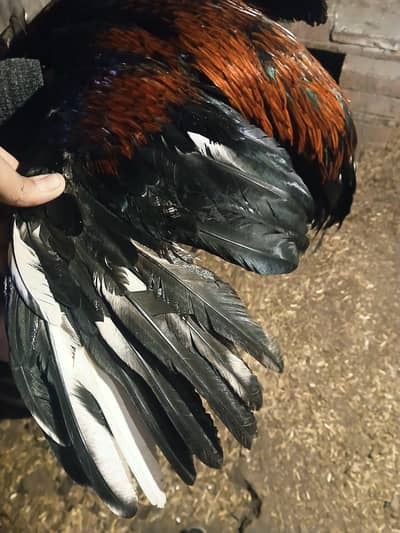 aseel miawali pair for sale