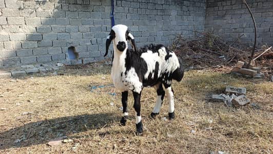 Turkey and balkhi dumba