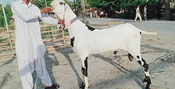 bakra for sale/ +03258956386