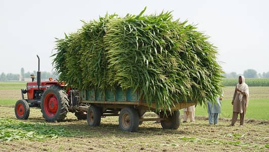 janwaro K liye Chara dastiab hy